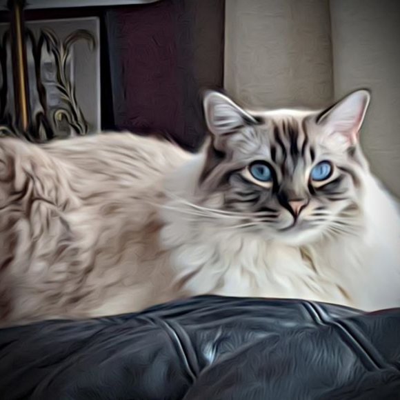 Meet your Posher, Gail - Picture 1 of 1